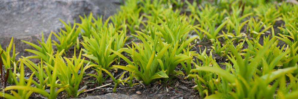 Fresh green leaves in nature, closeup shot, symbolizing spring's vibrant growth and beautiful ecology. Fresh green leaves in nature, closeup shot, symbolizing spring's vibrant growth and beautiful ecology.
