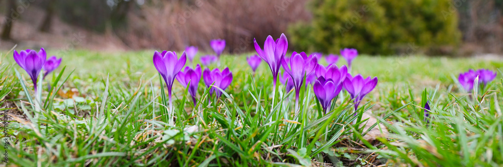 In the early spring, vibrant purple crocus flowers bloom, adding a burst of color to nature's canvas. In the early spring, vibrant purple crocus flowers bloom, adding a burst of color to nature's canvas.