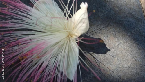 barringtonia asiatica flower photo