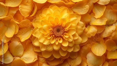   A close-up of a yellow flower with numerous petals surrounding its center The flower s center lies at the heart of the bloom