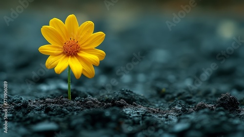  A lone yellow bloom nestled amidst black boulders, against a backdrop of azure sky