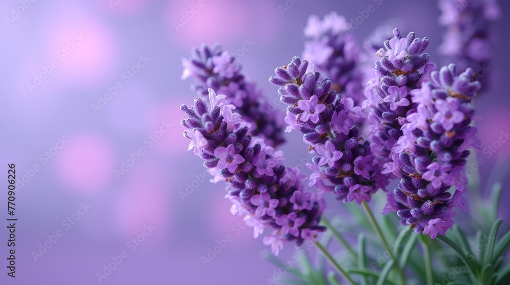 A tight shot of lavender blooms in a vase, tabletop-set against softly blurred background lights A tight shot of lavender blooms in a vase, tabletop-set against softly blurred background lights