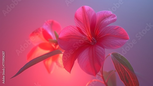  A flower in focus against a pink and blue backdrop, with a softly blurred flower image behind