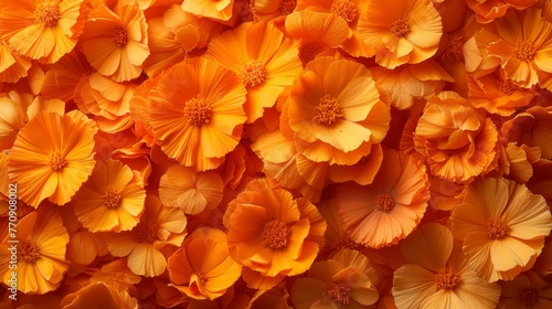  A cluster of orange flowers, surrounded by more clusters of orange flowers © Wall