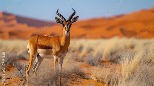 Fototapeta samoprzylepna   A gazelle stands in the middle of a desert, surrounded by red sand dune Mountain range lies in the background