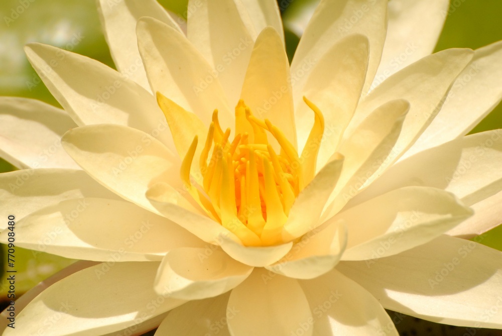 Obraz premium Lotus