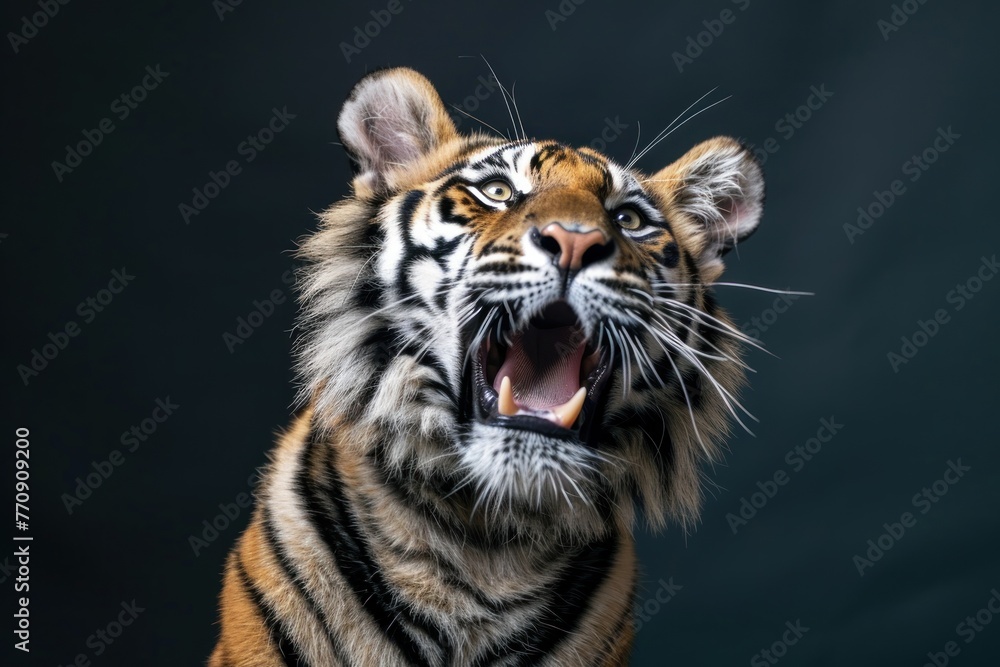 funny surprised tiger raising hand on isolated color background