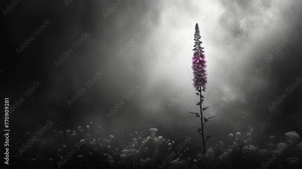   A monochrome image of a bloom in an open field against a ominous darkened sky