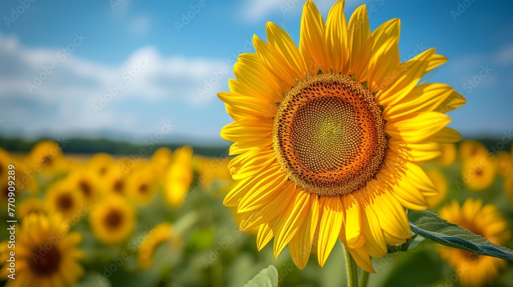   A sunflower among sunflowers, blue sky overhead, clouds in background