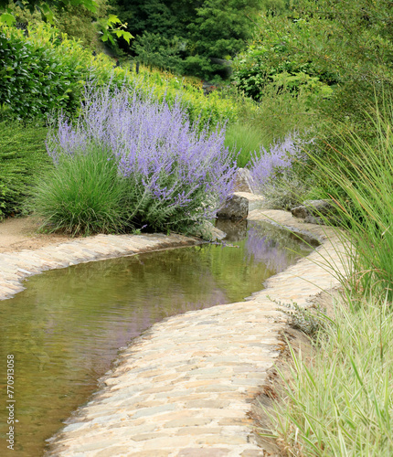 Russian sage in Durbuy, Belgium  photo