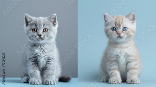 A British Shorthair kittens of silver color is elegantly posed against contrasting blue and gray backgrounds