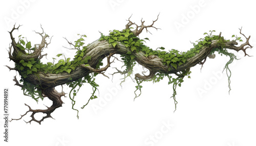Create A High quality Twisted Wild Creeper. Close-up of ivy growing on tree trunk