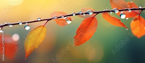 A macro photograph of a twig with amber leaves and water drops, set against a blue sky. Perfect for showcasing eyewear tints and shades
