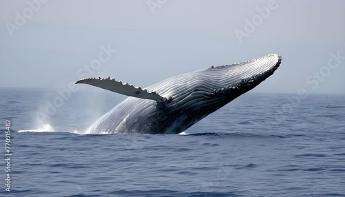 a-blue-whale-the-largest-animal-on-earth-gliding- © Rofe