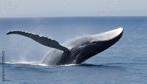 a-blue-whale-with-its-flippers-extended-gliding-t- 3