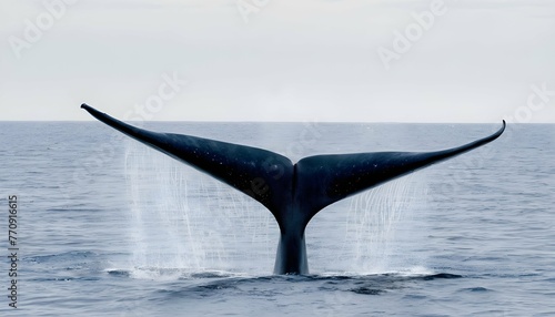 a-blue-whale-with-its-tail-fin-out-of-the-water-p- 3