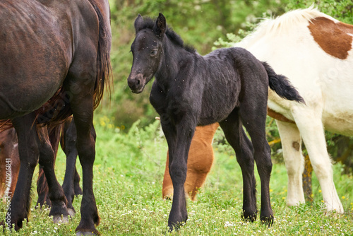 Baby horse in the countryside of Rome  Italy