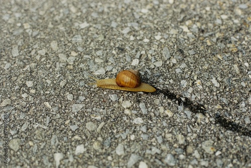 Snail on the road photo