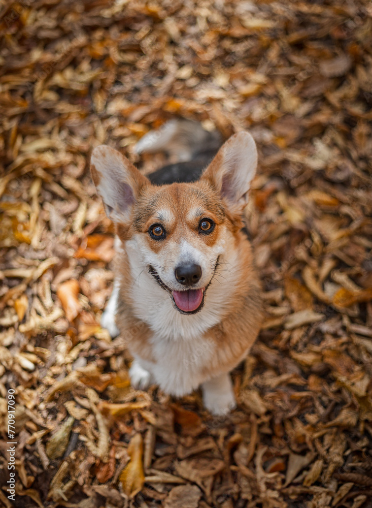 Corgi portrait in autumn Corgi portrait in autumn