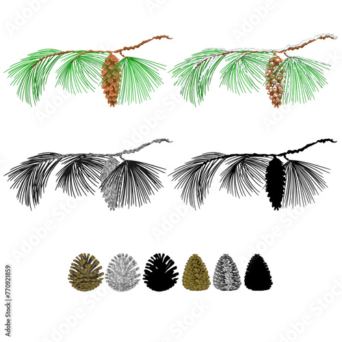 Eastern White pine branch with snow and pine cones and  as vintage engraving and silhouette set four vector illustration editable hand drawn