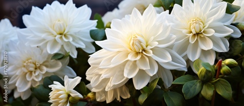 A closeup of a cluster of white flowers with green leaves  belonging to the Rose family. These flowering plants are terrestrial annual plants  shrubs  or subshrubs in the Rose order