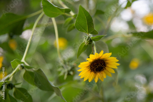 sunflower in the garden
