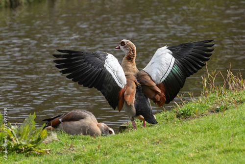 Rear portrait of an adult Nile or Egyptian goose  Alopochen aegyptiaca  with wings spread