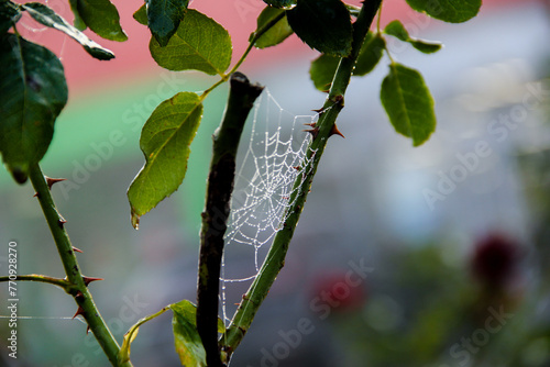 cobweb with drops of dew on the stems of a rose. leaves and stems with rose thorns photo