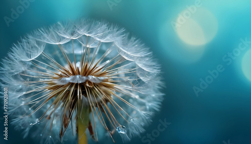  Water on blue and turquoise beautiful background dandelion Seeds in droplets