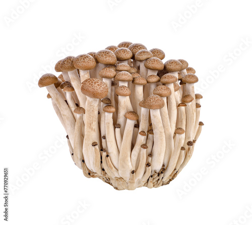 brown beech mushroom, Shimeji Mushrooms transparent png