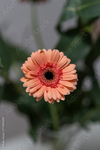 Gerbera  cultigen 