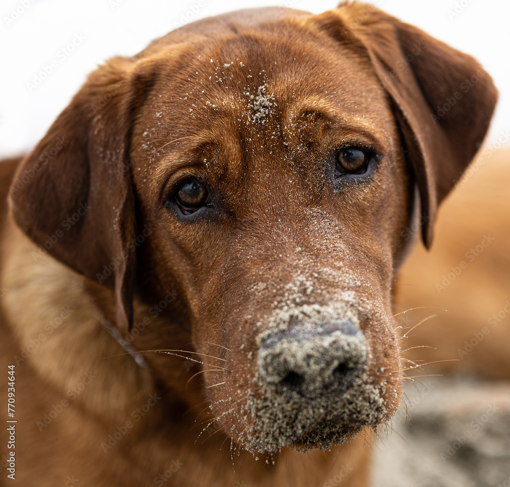 Fox Red lab look