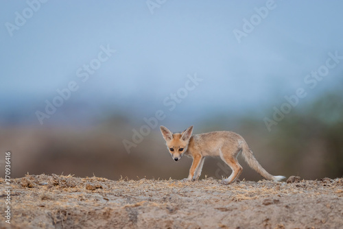 DESERT fox Pup