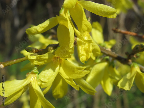 Zbliżenie na żółte kwiaty forsycji photo