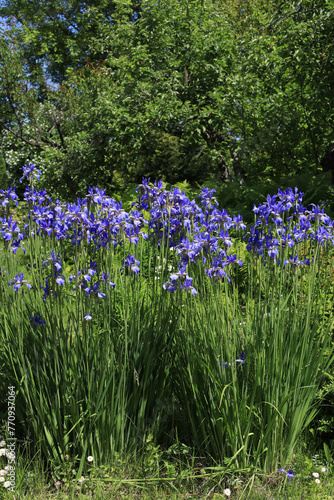 Blue swamp iris flowers on a green meadow in spring garden