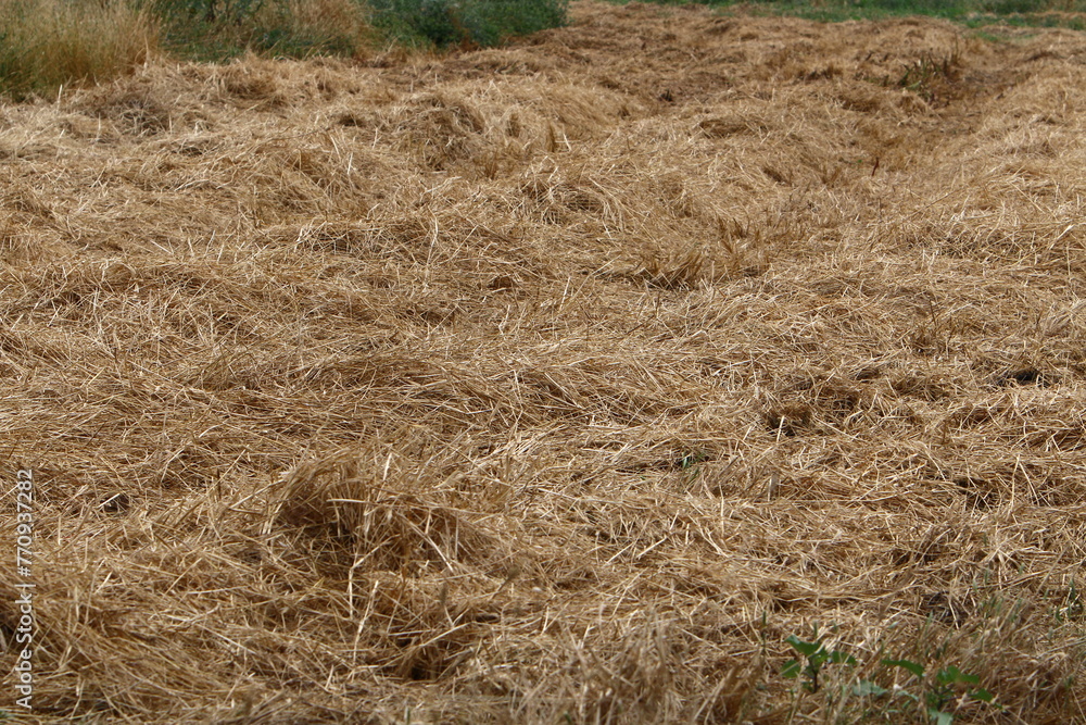 Straw is the dry stems of cereal crops remaining after threshing. Straw is the dry stems of cereal crops remaining after threshing.