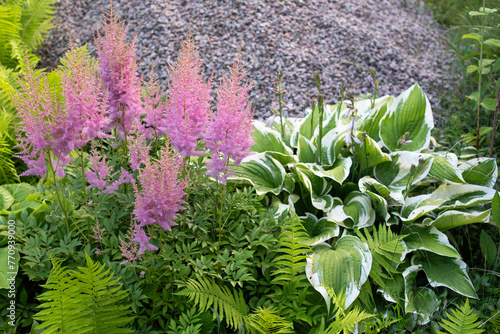 Wallpaper Mural Pink astilba plant flowers in the garden Torontodigital.ca
