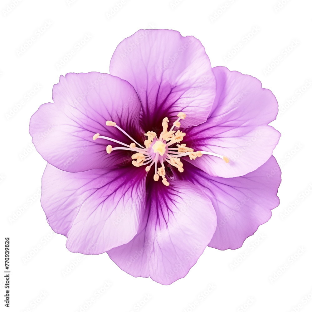 Close-up of a Vibrant Purple Flower with Delicate Petals