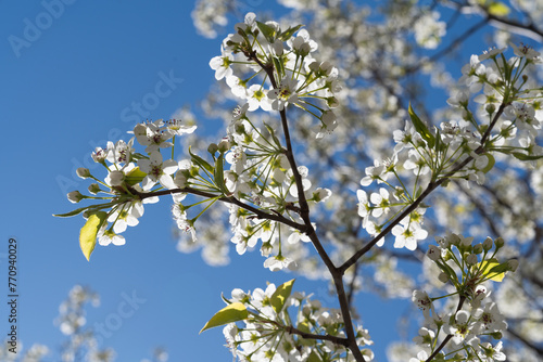 blossoming cherry tree