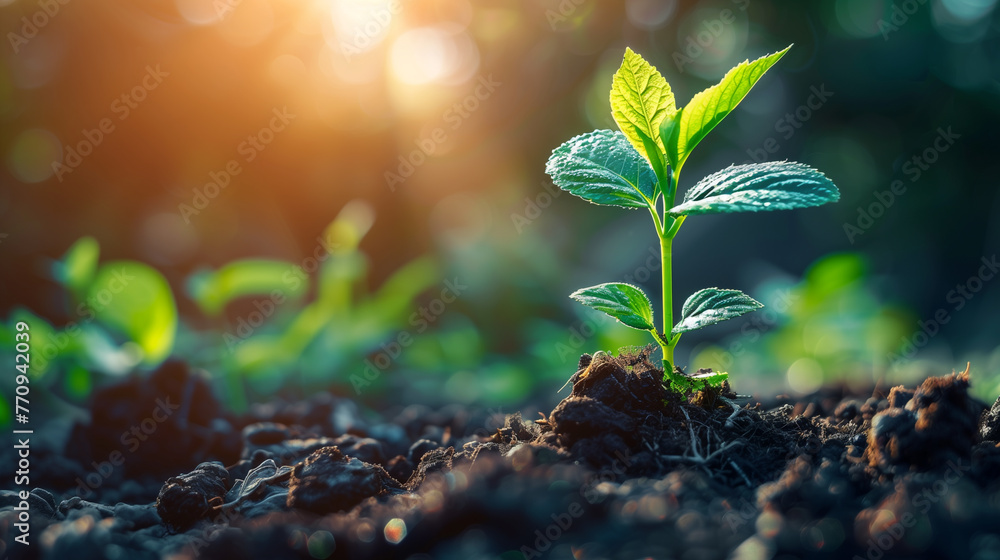 Young tree growing in the garden