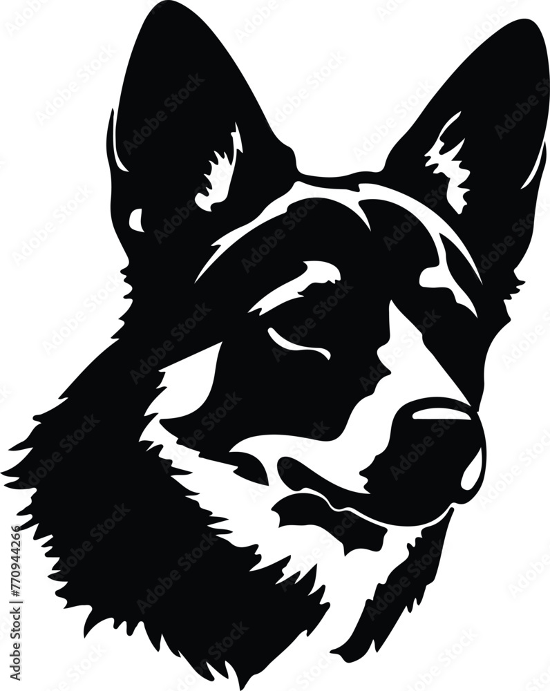 Obraz premium Swedish Vallhund portrait