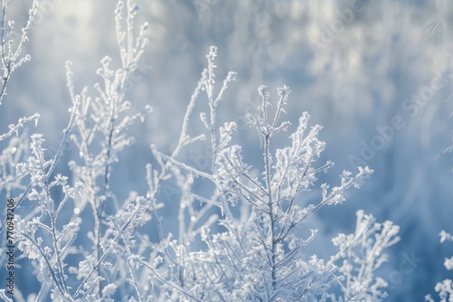 Close up of a plant covered in frost, capturing the magical atmosphere of a winter forest