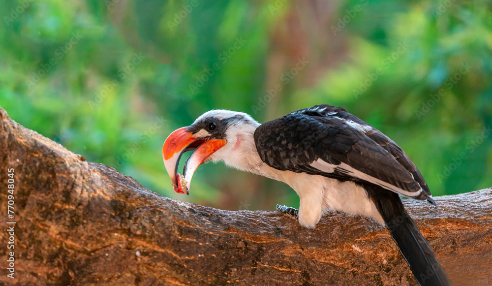 Fototapeta premium Hornbills are found in Africa and Asian and live in tropical and subtropical forests.