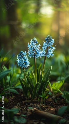 Close-up of vibrant hyacinth flowers with lush green leaves, illuminated by a soft, dappled sunlight in a tranquil forest setting