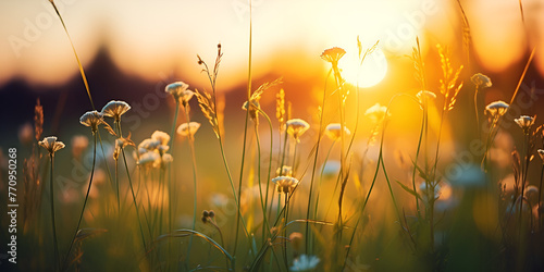 Hermosas flores silvestres en un prado verde cálida tarde de verano hermoso paisaje mágico de la luz del sol de
