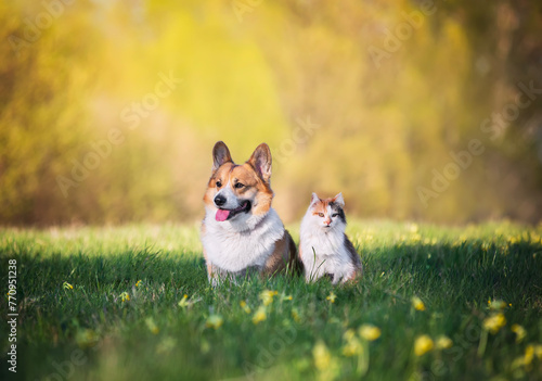 cute domestic fluffy cat and corgi dog sit together in a sunny spring meadow and look around