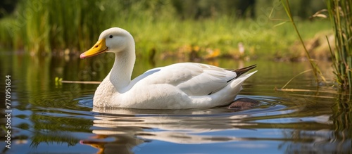 A white waterfowl with a yellow beak is gracefully swimming in a serene pond, surrounded by lush green grass. The ducks feathers glisten in the sunlight against the natural landscape
