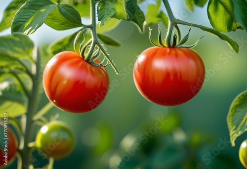 Close up of tomato on tree