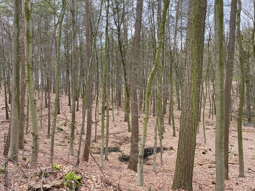 Forest in Spring 