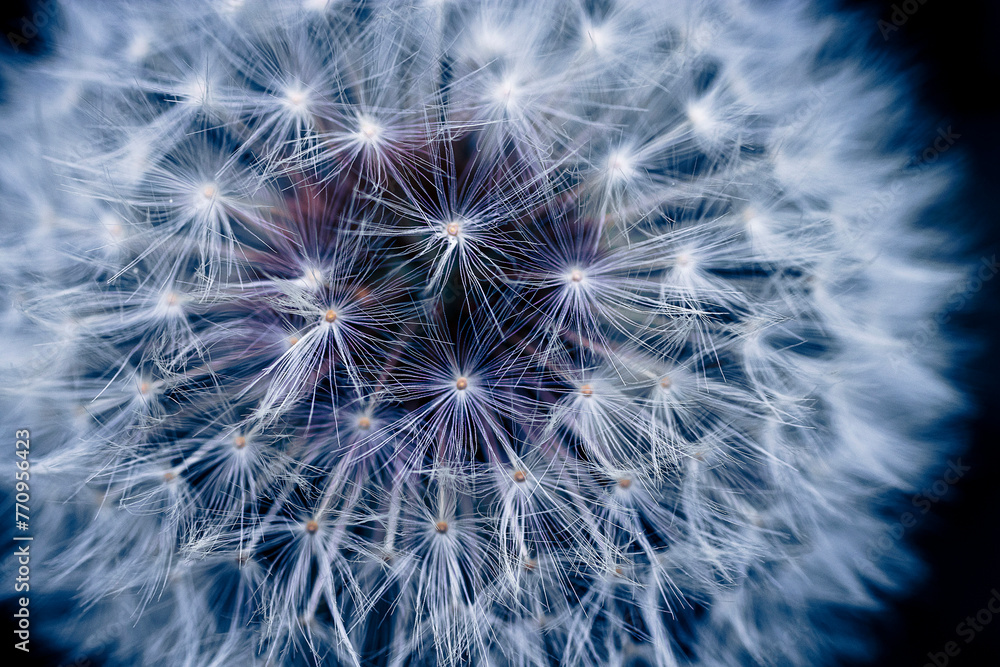 Obraz premium Pusteblume macro